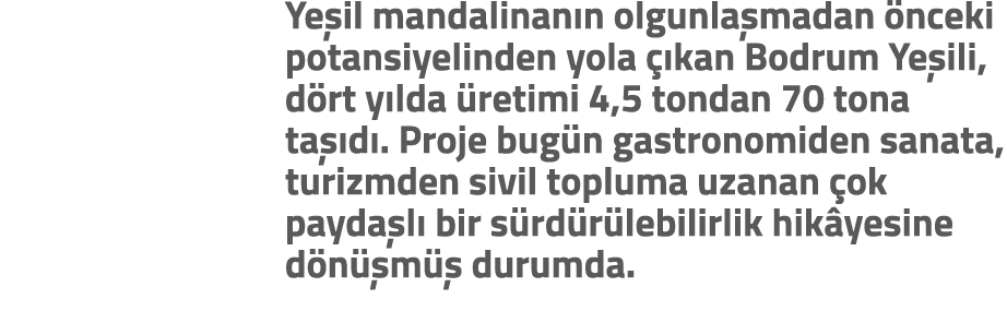 Ye il mandalinan n olgunla madan nceki potansiyelinden yola   kan Bodrum Ye ili, d rt y lda  retimi 4,5 tondan 70 to...