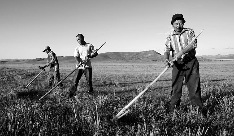 Mongolian Farmers Working Hard Agricultural Crop Concept